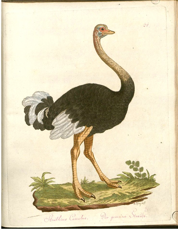 Beytrag zur Naturgeschichte der Vögel 3 Tafel 31