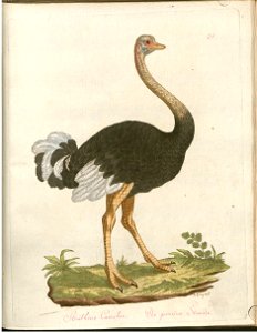 Beytrag zur Naturgeschichte der Vögel 3 Tafel 31