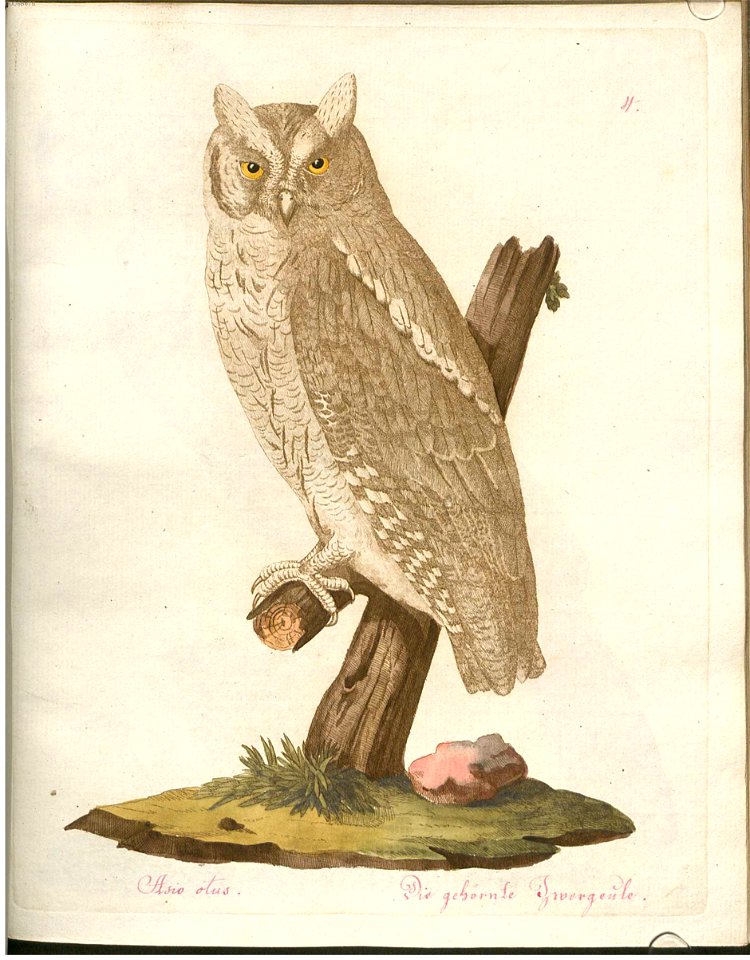 Beytrag zur Naturgeschichte der Vögel 3 Tafel 04