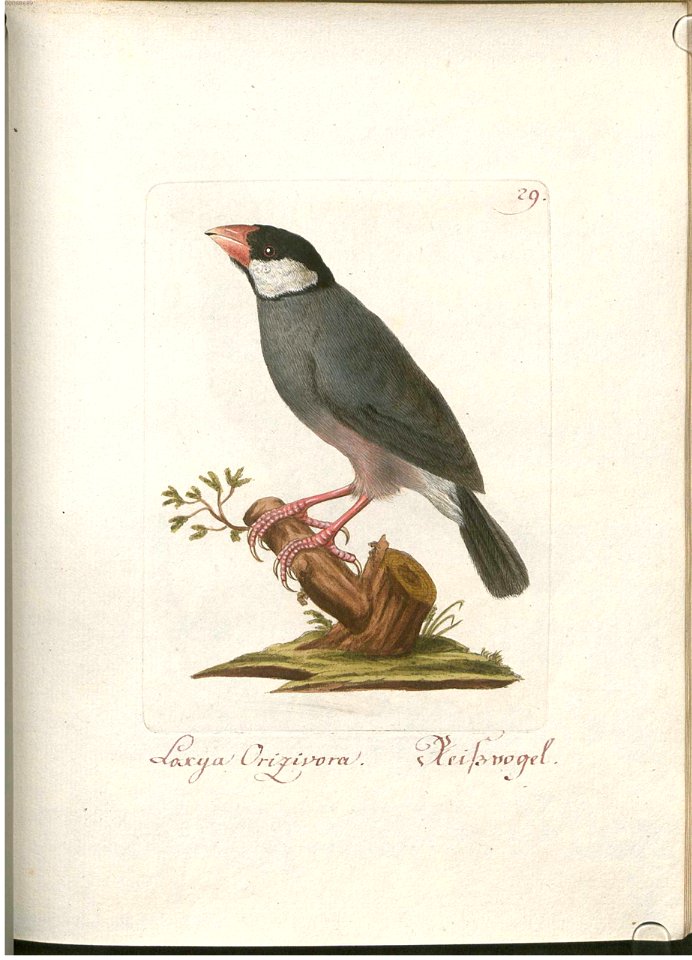 Beytrag zur Naturgeschichte der Vögel 1 Tafel 30