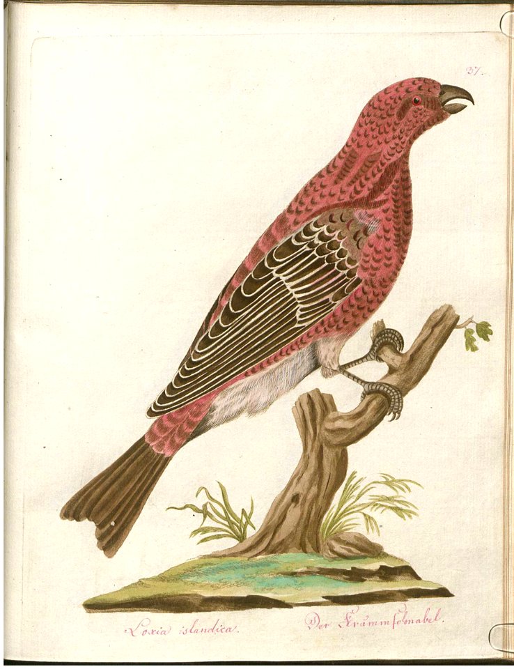Beytrag zur Naturgeschichte der Vögel 3 Tafel 37