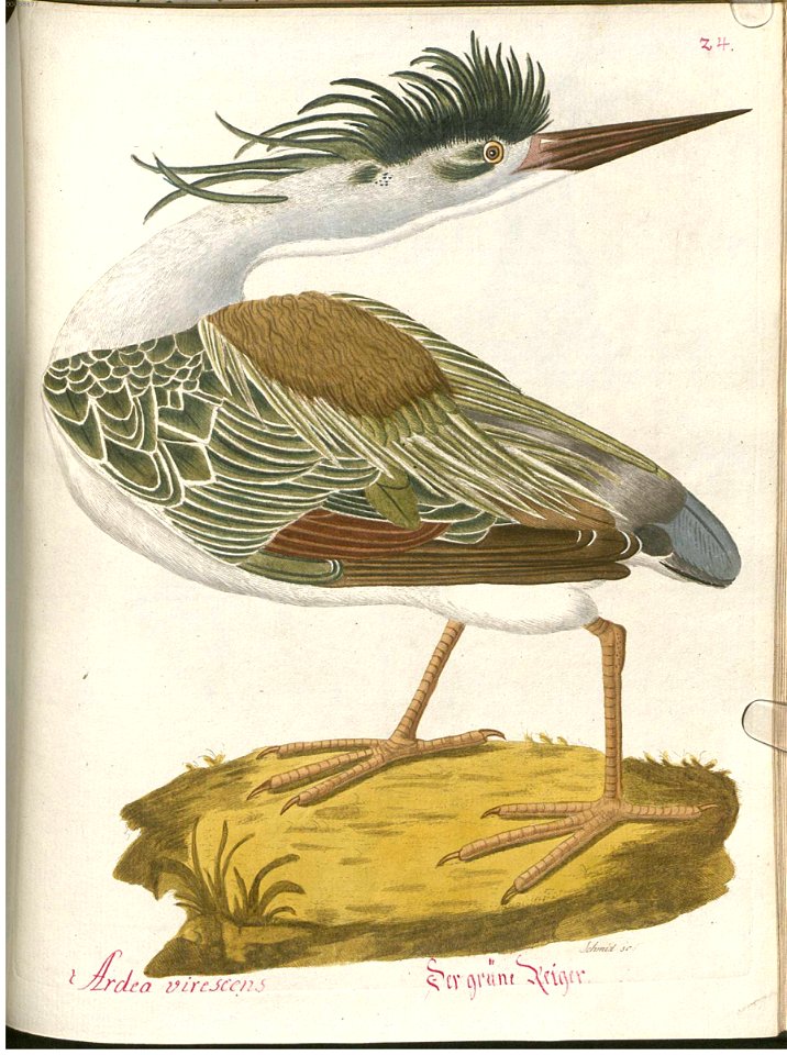 Beytrag zur Naturgeschichte der Vögel 4 Tafel 32