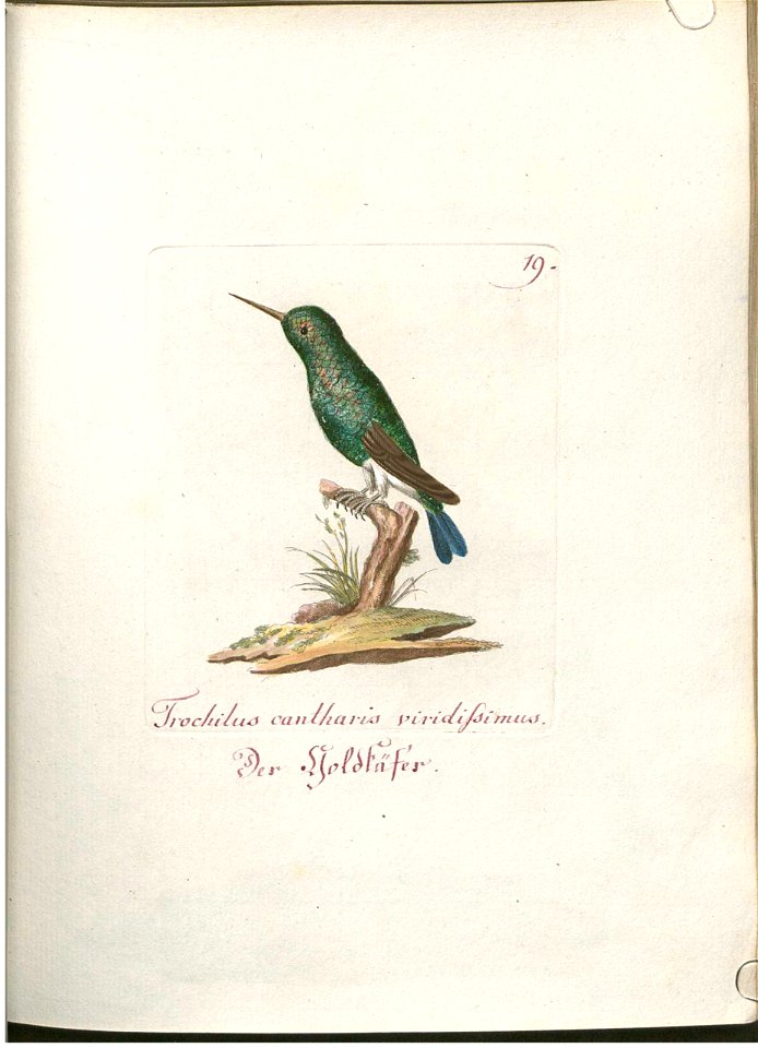 Beytrag zur Naturgeschichte der Vögel 1 Tafel 20