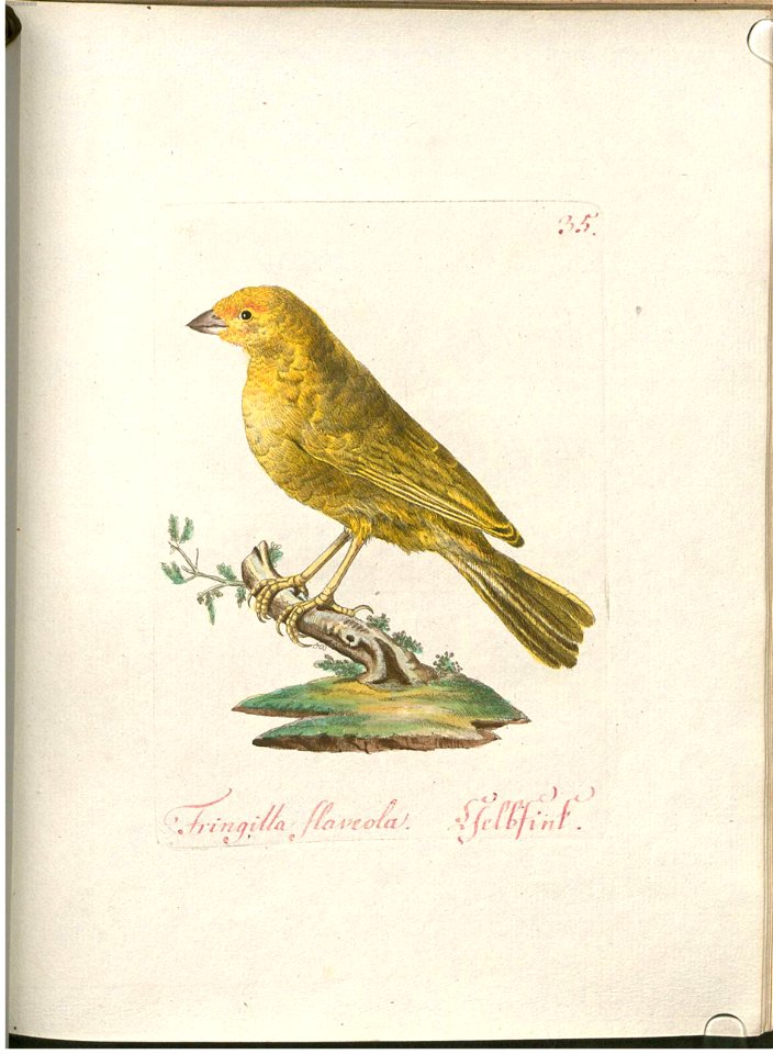 Beytrag zur Naturgeschichte der Vögel 1 Tafel 36