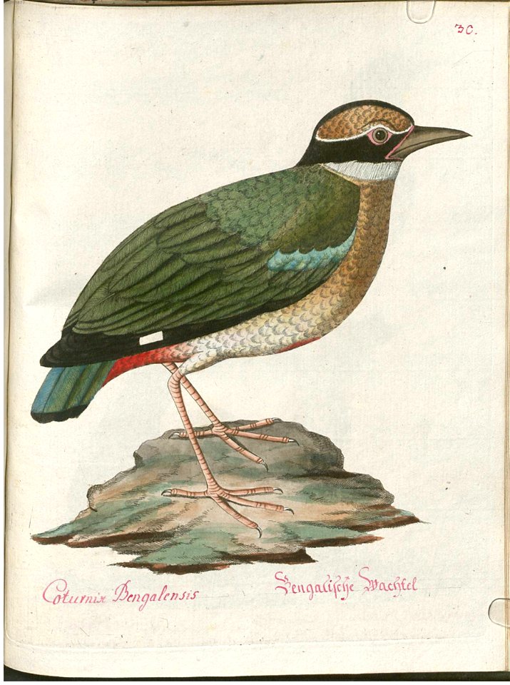 Beytrag zur Naturgeschichte der Vögel 4 Tafel 38