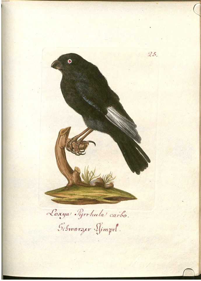 Beytrag zur Naturgeschichte der Vögel 1 Tafel 26