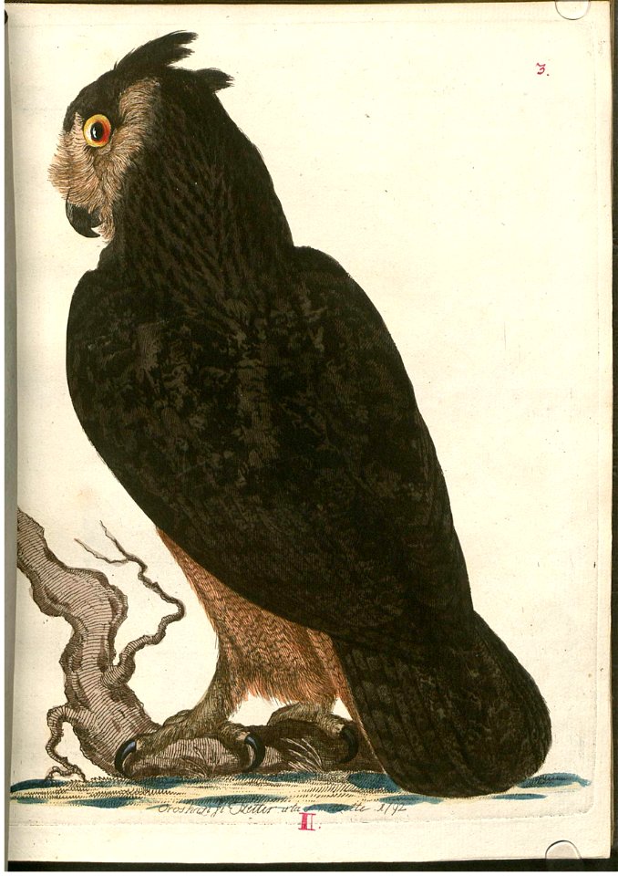 Beytrag zur Naturgeschichte der Vögel 4 Tafel 04