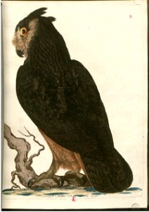 Beytrag zur Naturgeschichte der Vögel 4 Tafel 04