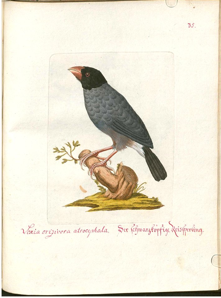 Beytrag zur Naturgeschichte der Vögel 4 Tafel 44