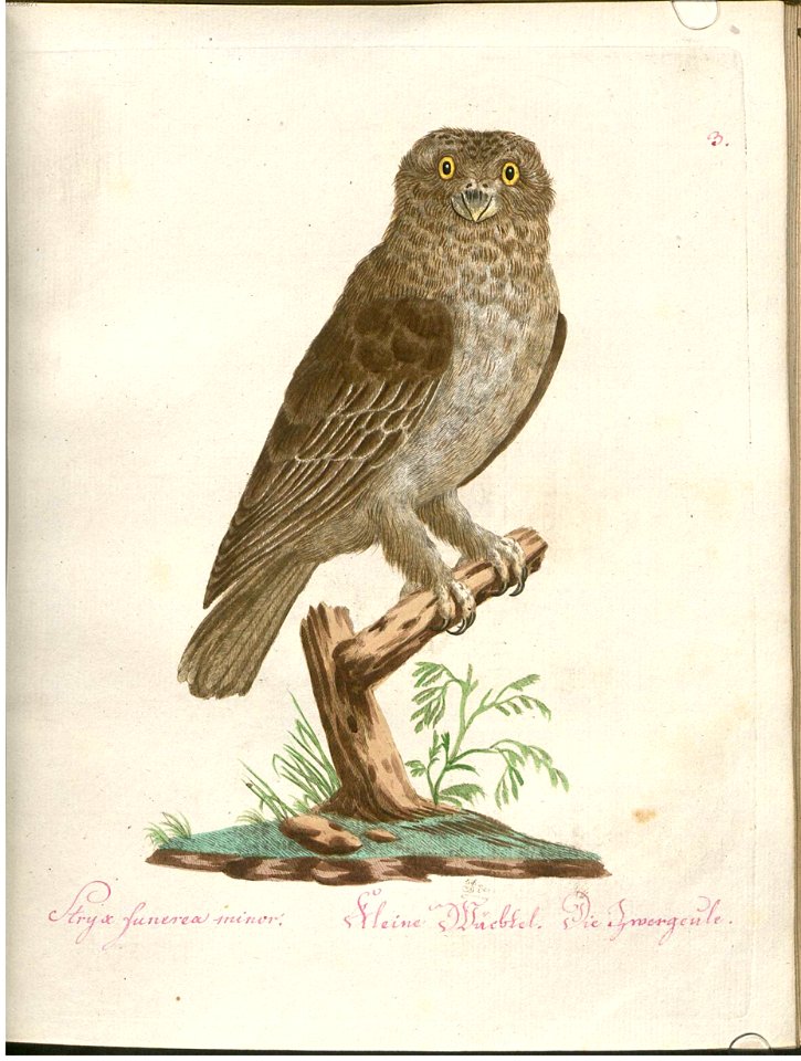 Beytrag zur Naturgeschichte der Vögel 2 Tafel 03