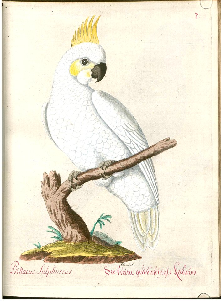 Beytrag zur Naturgeschichte der Vögel 4 Tafel 10