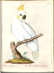 Beytrag zur Naturgeschichte der Vögel 4 Tafel 10