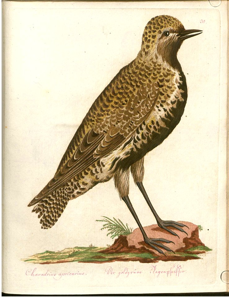 Beytrag zur Naturgeschichte der Vögel 3 Tafel 30