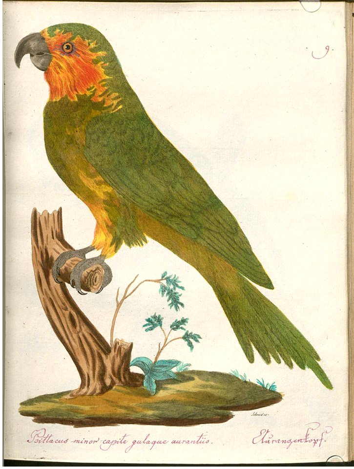 Beytrag zur Naturgeschichte der Vögel 2 Tafel 09