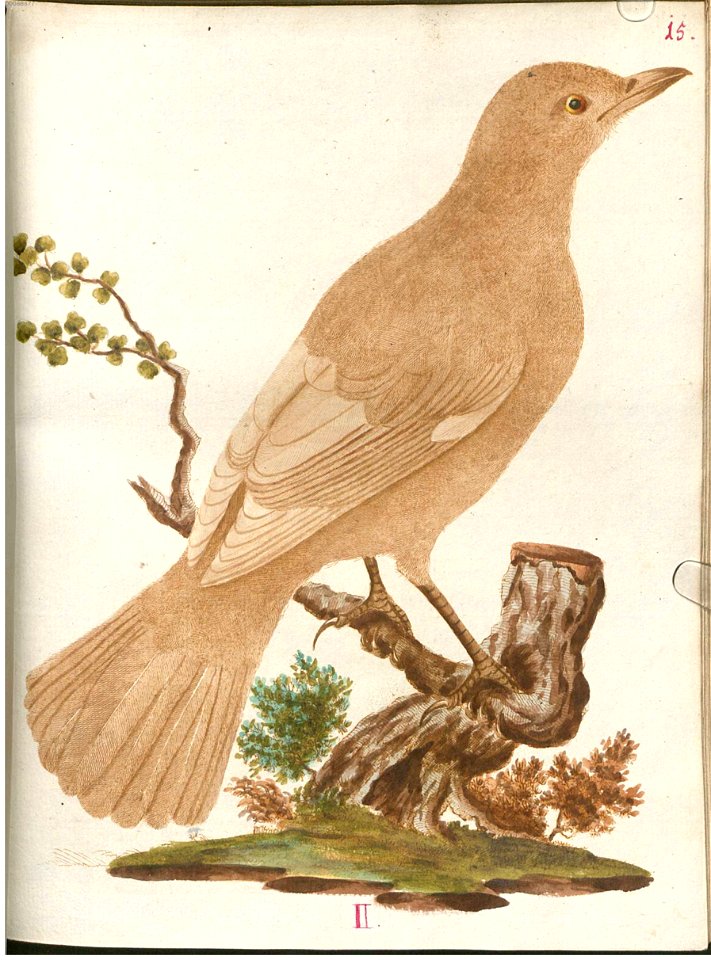 Beytrag zur Naturgeschichte der Vögel 4 Tafel 22
