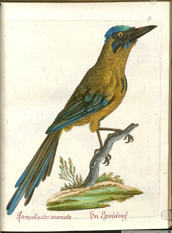 Beytrag zur Naturgeschichte der Vögel 5 Tafel 10