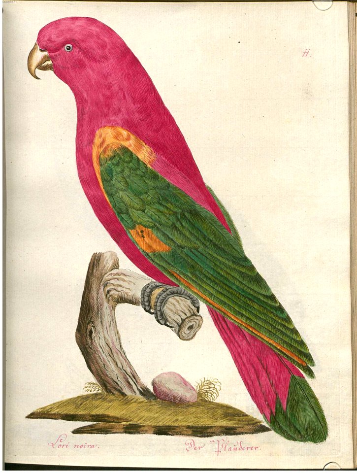 Beytrag zur Naturgeschichte der Vögel 2 Tafel 11