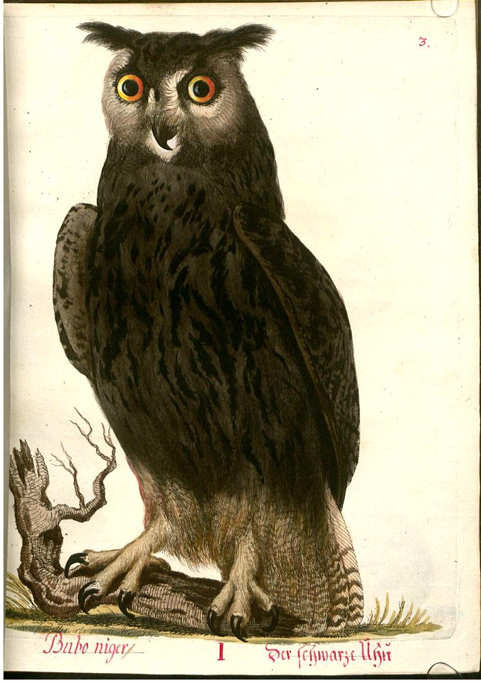 Beytrag zur Naturgeschichte der Vögel 4 Tafel 03