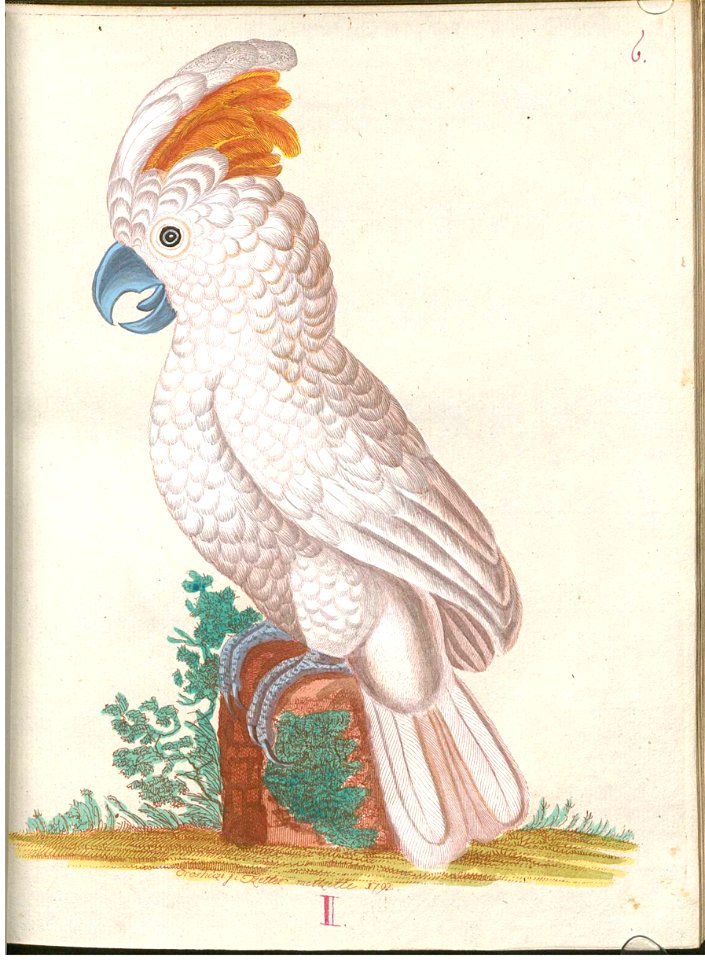 Beytrag zur Naturgeschichte der Vögel 4 Tafel 09