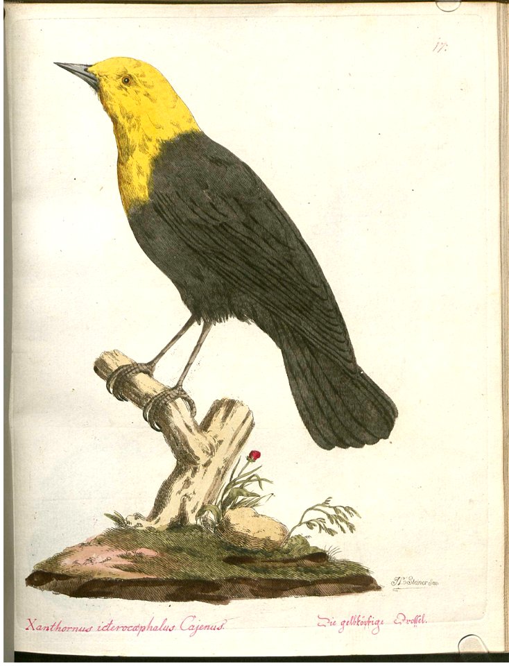 Beytrag zur Naturgeschichte der Vögel 2 Tafel 17