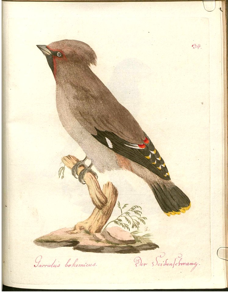 Beytrag zur Naturgeschichte der Vögel 2 Tafel 34