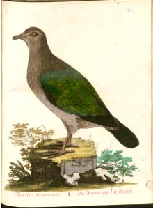Beytrag zur Naturgeschichte der Vögel 4 Tafel 40