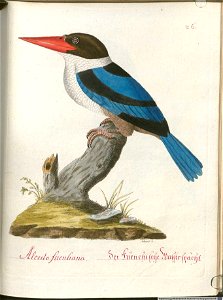 Beytrag zur Naturgeschichte der Vögel 5 Tafel 28