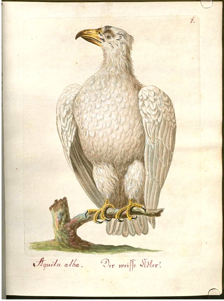 Beytrag zur Naturgeschichte der Vögel 1 Tafel 01