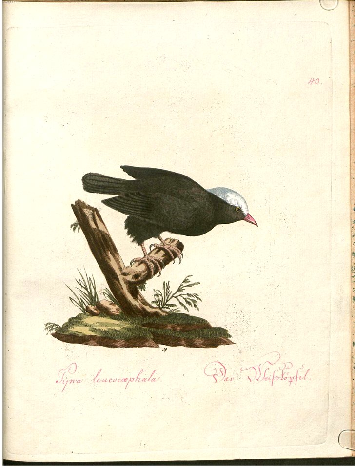 Beytrag zur Naturgeschichte der Vögel 2 Tafel 40