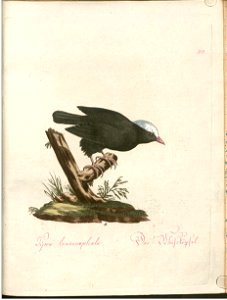 Beytrag zur Naturgeschichte der Vögel 2 Tafel 40