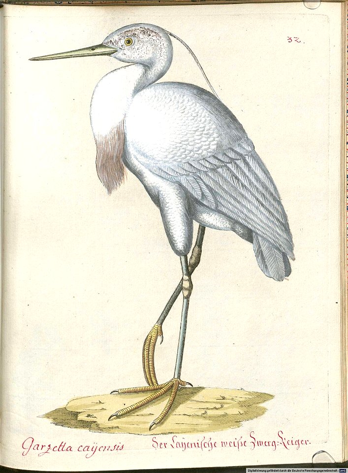 Beytrag zur Naturgeschichte der Vögel 5 Tafel 34