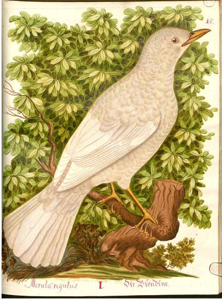 Beytrag zur Naturgeschichte der Vögel 4 Tafel 21