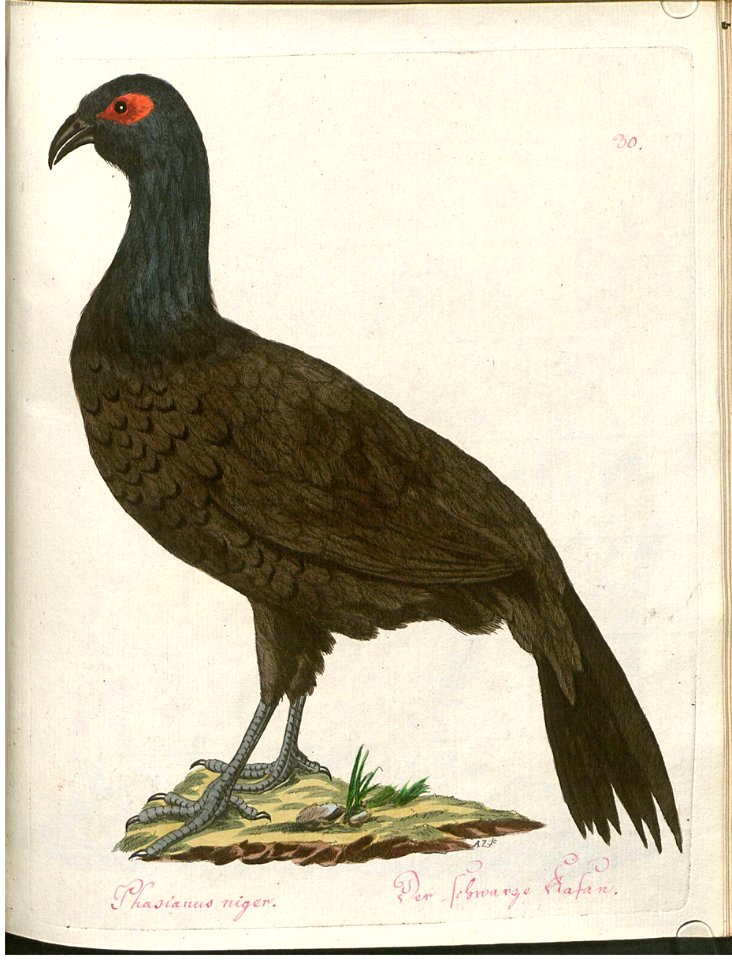 Beytrag zur Naturgeschichte der Vögel 2 Tafel 30