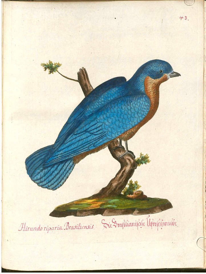 Beytrag zur Naturgeschichte der Vögel 4 Tafel 52