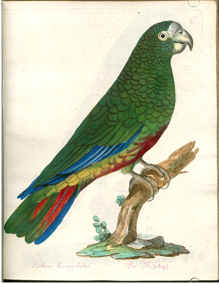 Beytrag zur Naturgeschichte der Vögel 3 Tafel 06