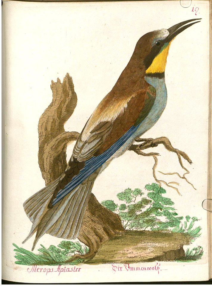 Beytrag zur Naturgeschichte der Vögel 4 Tafel 27
