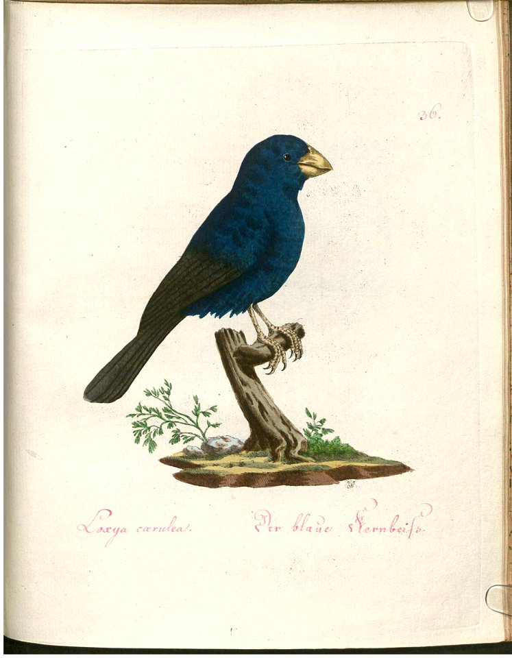 Beytrag zur Naturgeschichte der Vögel 2 Tafel 36