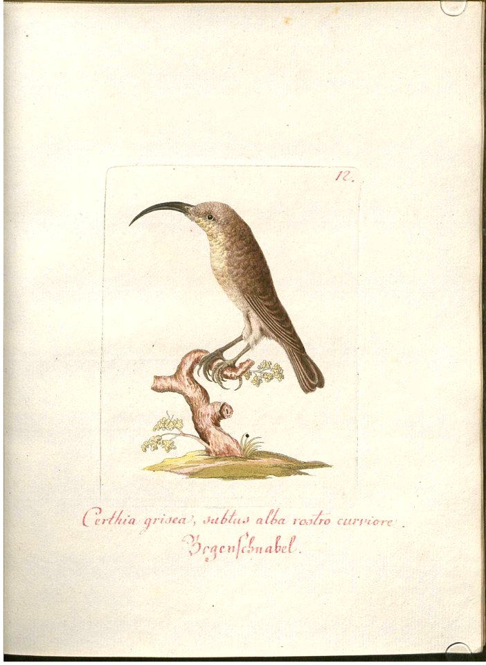 Beytrag zur Naturgeschichte der Vögel 1 Tafel 13