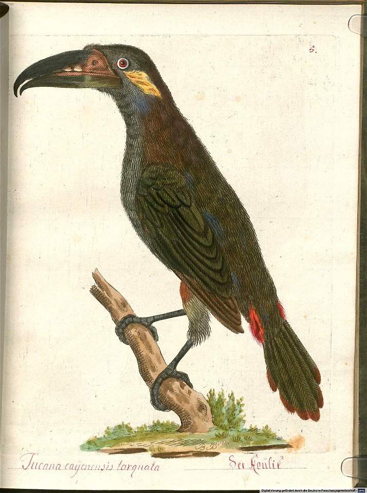 Beytrag zur Naturgeschichte der Vögel 5 Tafel 06