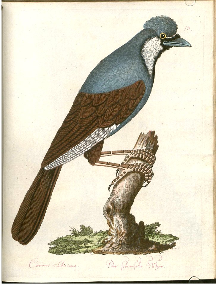 Beytrag zur Naturgeschichte der Vögel 3 Tafel 13