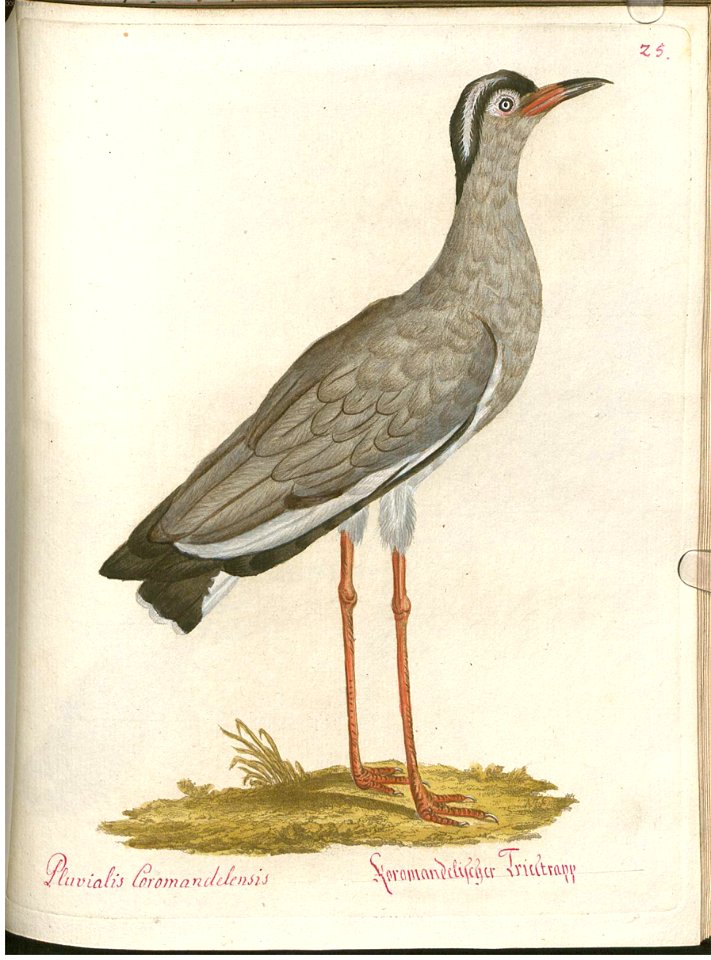 Beytrag zur Naturgeschichte der Vögel 4 Tafel 33