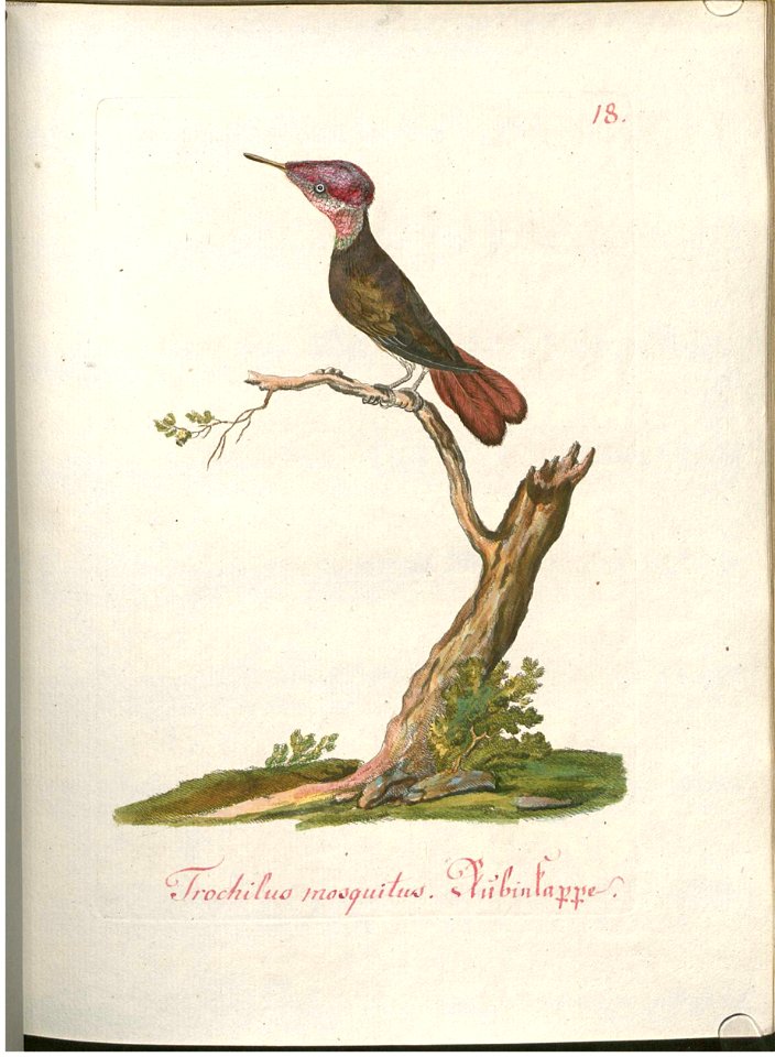 Beytrag zur Naturgeschichte der Vögel 1 Tafel 19