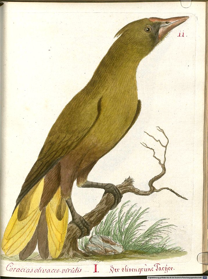 Beytrag zur Naturgeschichte der Vögel 5 Tafel 12