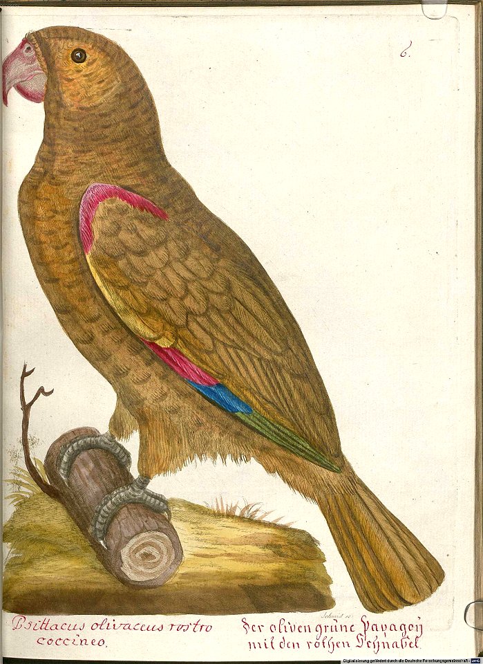 Beytrag zur Naturgeschichte der Vögel 6 Tafel 06