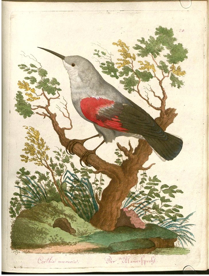 Beytrag zur Naturgeschichte der Vögel 3 Tafel 20
