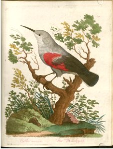 Beytrag zur Naturgeschichte der Vögel 3 Tafel 20