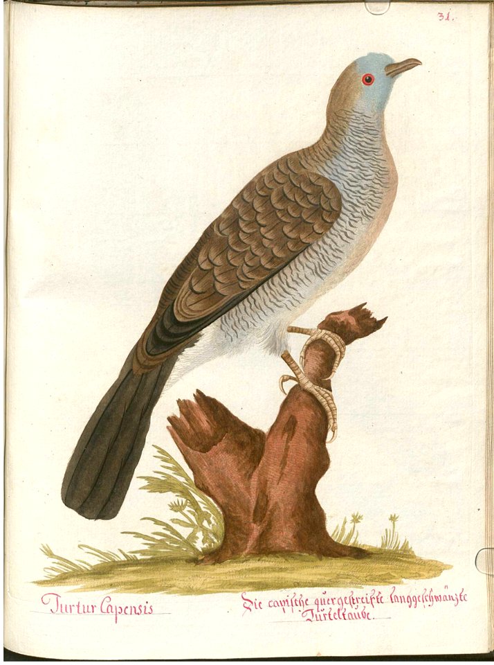 Beytrag zur Naturgeschichte der Vögel 4 Tafel 39