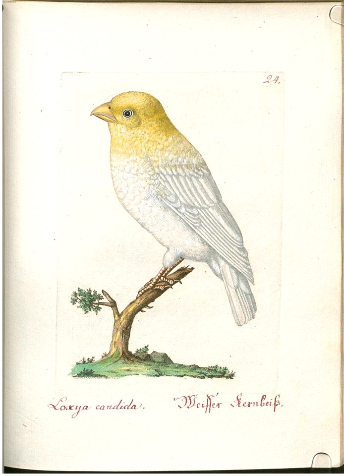 Beytrag zur Naturgeschichte der Vögel 1 Tafel 25