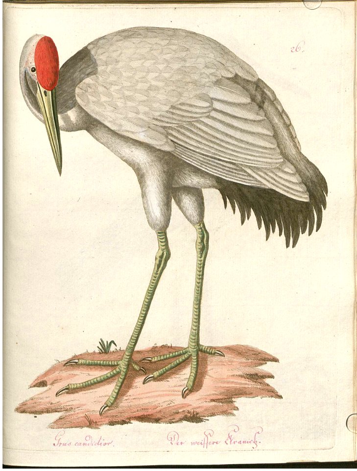 Beytrag zur Naturgeschichte der Vögel 3 Tafel 26