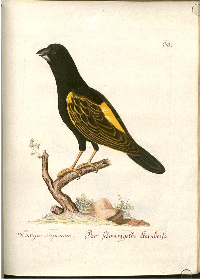 Beytrag zur Naturgeschichte der Vögel 1 Tafel 31